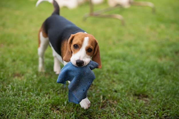 Welpenspürhund, der auf dem grünen Feld spielt