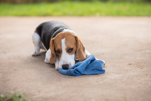 Welpenspürhund, der mit blauem Tuch auf dem Fußboden spielt