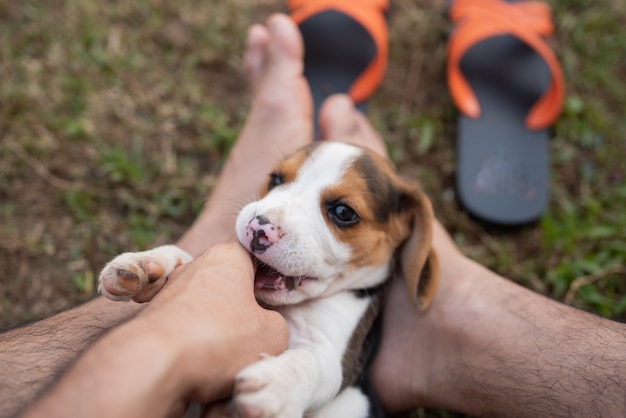 Welpenspürhund, der mit Inhaber spielt