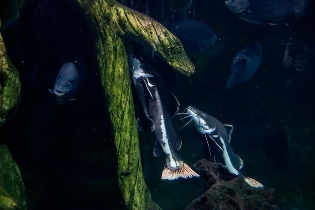 Welse schwimmen in dunklem Wasser aus nächster Nähe