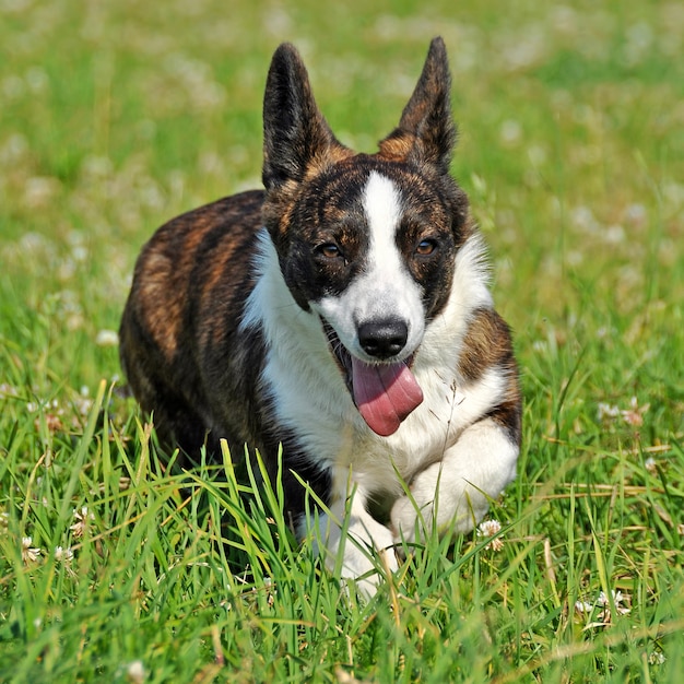 Welsh Cardigan Corgi Hund auf dem Gras