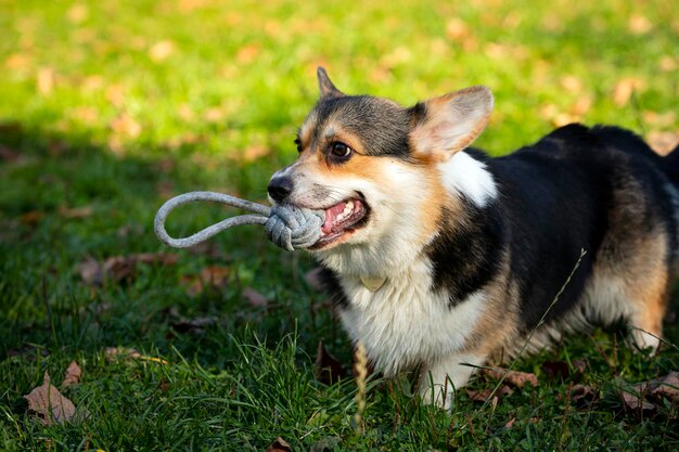 Welsh Corgi en el campo juega con el balón. De cerca