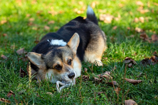 Welsh Corgi en el campo juega con el balón. De cerca