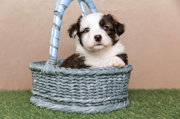 Welsh Corgi Cardigan cachorrinho fofo e fofo Retrato aproximado de cachorrinho animal engraçado