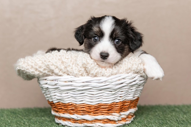 Welsh Corgi Cardigan cachorrinho fofo e fofo Retrato aproximado de cachorrinho animal engraçado