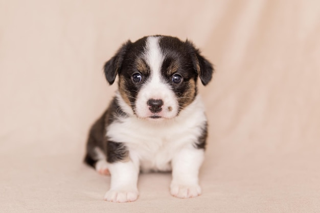 Welsh Corgi Cardigan cachorrinho fofo e fofo Retrato aproximado de cachorrinho animal engraçado