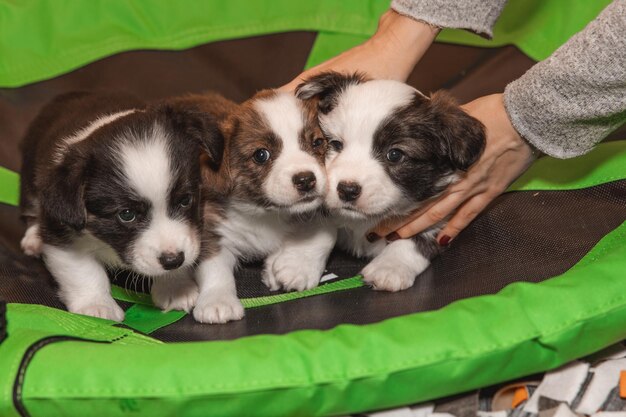 Welsh corgi cardigan cachorros peludos y lindos retrato en primer plano de cachorros animales divertidos