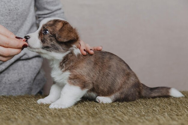 Welsh Corgi Cardigan lindo cachorro de perro esponjoso Closeup retrato de cachorro animal divertido