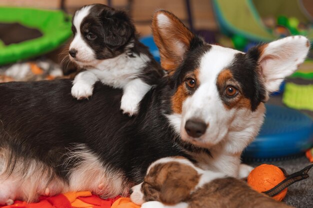 Welsh Corgi Cardigan lindos cachorros de perro esponjoso con su madre Retrato de primer plano de cachorros y perros animales divertidos