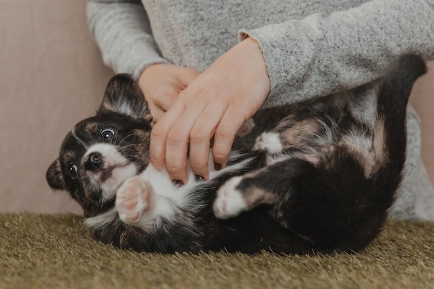 Welsh Corgi Cardigan süßer flauschiger Hundewelpe mit einer Frau Nahaufnahmeporträt des lustigen Tieres des Welpen