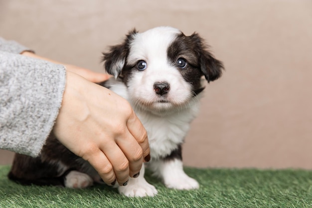 Welsh Corgi Cardigan süßer flauschiger Hundewelpe Nahaufnahmeporträt des lustigen Tieres des Welpen