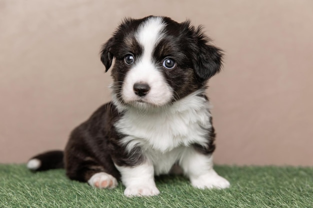 Welsh Corgi Cardigan süßer flauschiger Hundewelpe Nahaufnahmeporträt des lustigen Tieres des Welpen