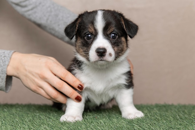 Welsh Corgi Cardigan süßer flauschiger Hundewelpe Nahaufnahmeporträt des lustigen Tieres des Welpen