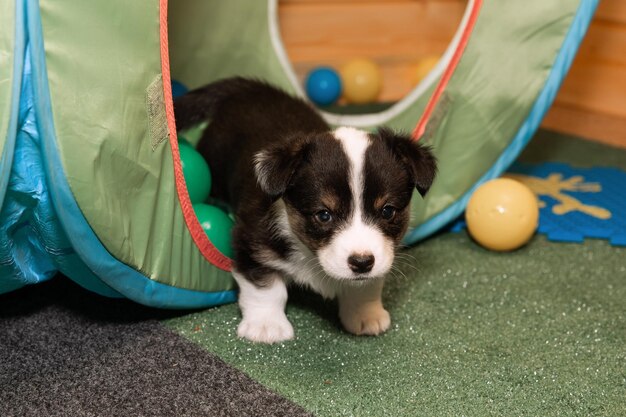 Welsh Corgi Cardigan süßer flauschiger Hundewelpe Nahaufnahmeporträt des lustigen Tieres des Welpen