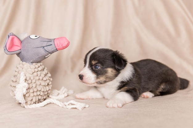 Welsh Corgi Cardigan süßer flauschiger Hundewelpe Nahaufnahmeporträt des lustigen Tieres des Welpen