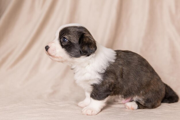 Welsh Corgi Cardigan süßer flauschiger Hundewelpe Nahaufnahmeporträt des lustigen Tieres des Welpen