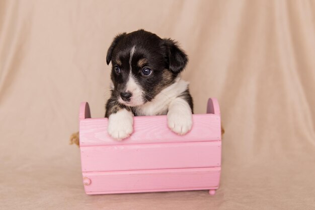 Welsh Corgi Cardigan süßer flauschiger Hundewelpe Nahaufnahmeporträt des lustigen Tieres des Welpen