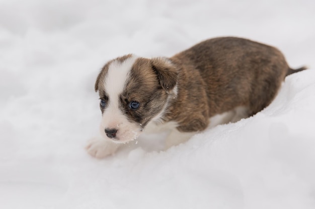 Welsh Corgi Cardigan süßer flauschiger Hundewelpe Nahaufnahmeporträt des lustigen Tieres des Welpen