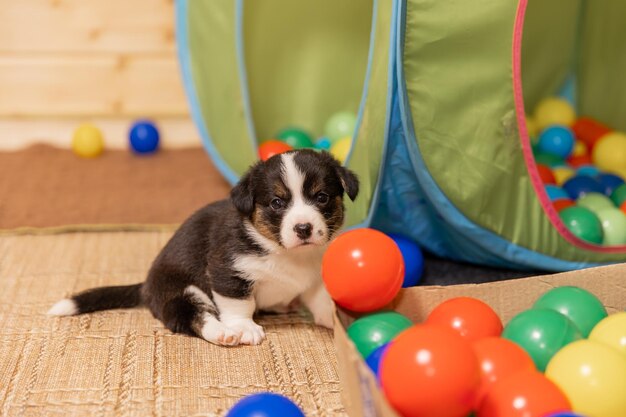 Welsh Corgi Cardigan süßer flauschiger Hundewelpe Nahaufnahmeporträt des lustigen Tieres des Welpen