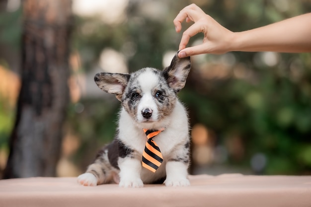 Welsh Corgi Cardigan süßer flauschiger Hundewelpe