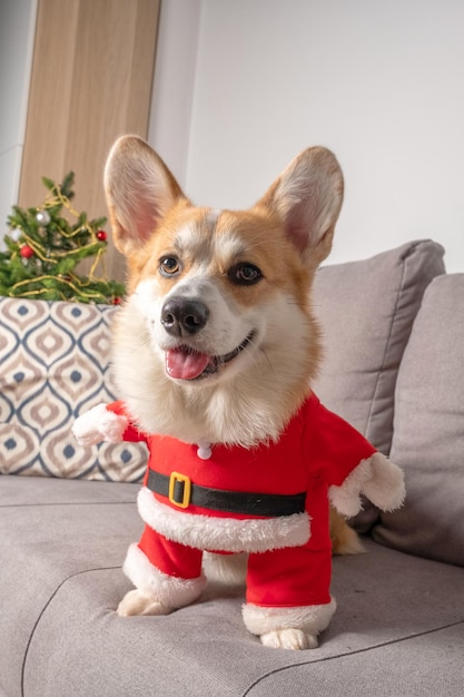 Welsh corgi com chapéu de natal vermelho