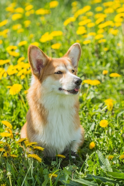 Welsh Corgi mostrou sua língua engraçada