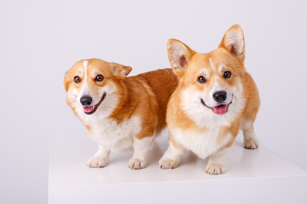 Welsh Corgi Pembroke 2 perros en un blanco