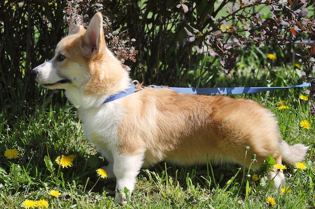 Welsh Corgi Pembroke an der Leine steht