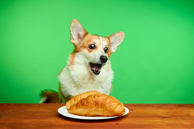 Welsh Corgi Pembroke atrapa un regalo en un fondo verde