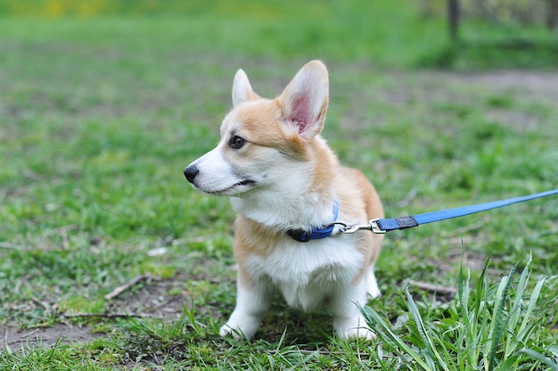 Welsh Corgi Pembroke auf einem Spaziergang entlang der Strecke an der Leine