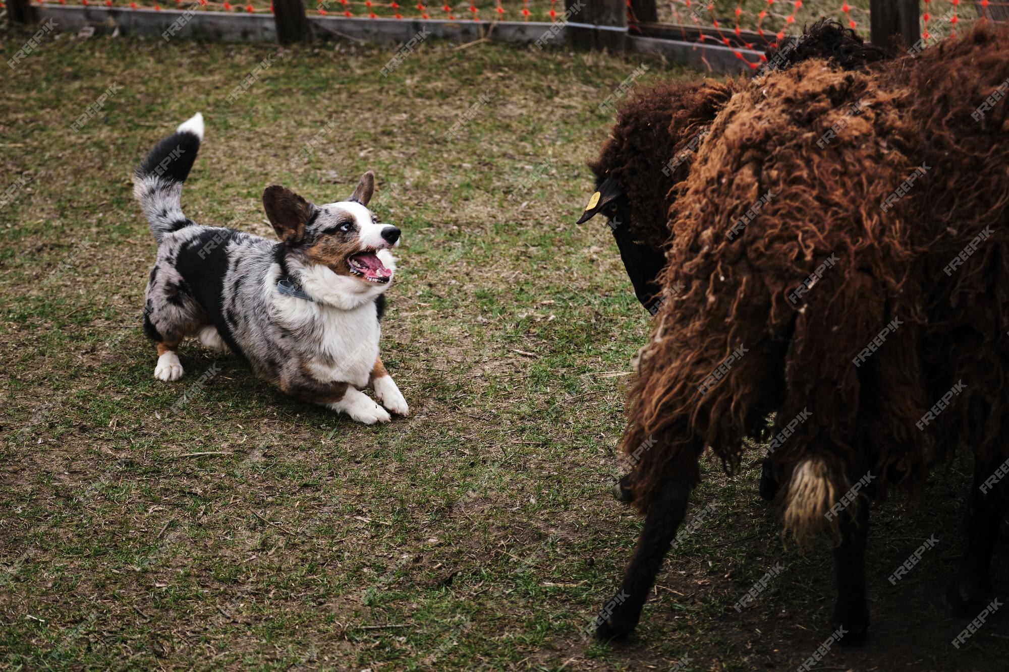 Charmoso Cão Pastor Inglês. Caminhando Com Cão Ao Ar Fresco Na Floresta.  Pembroke Tricolor Welsh Corgi Senta-se Em Florestas Foto de Stock - Imagem  de rainha, pastor: 210091436