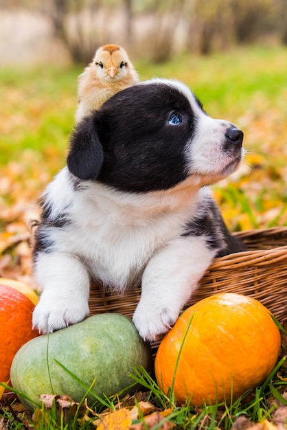 Welsh corgi pembroke cachorro perro pollo calabazas