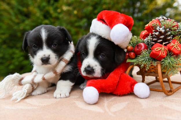 Welsh Corgi pembroke cachorros perros con sombrero de santa