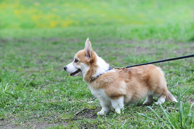 Welsh Corgi Pembroke en una caminata caminando por la pista con una correa