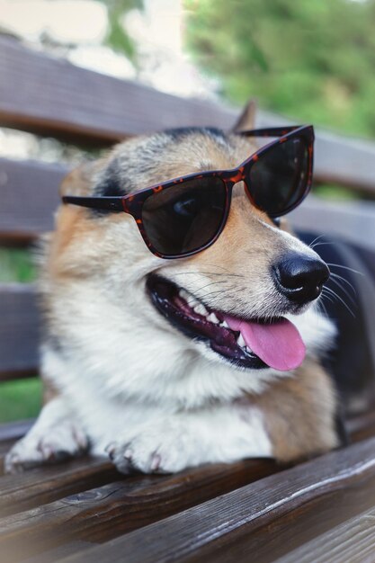 Welsh corgi pembroke, corgi con gafas, pequeño perro pedigrí con gafas
