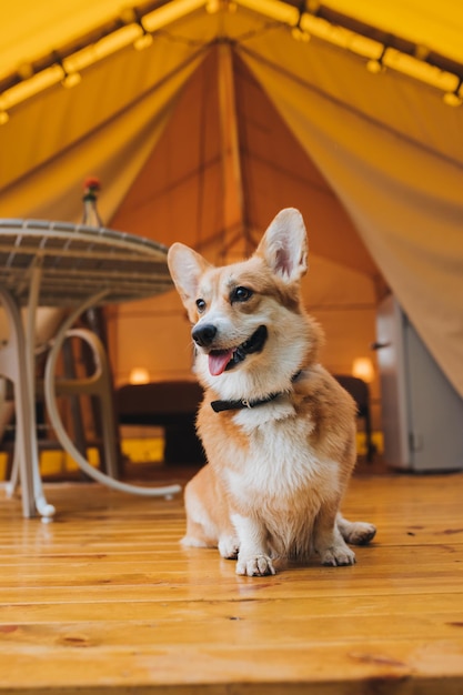 Welsh Corgi Pembroke Dog descansa no fundo do glamping aconchegante