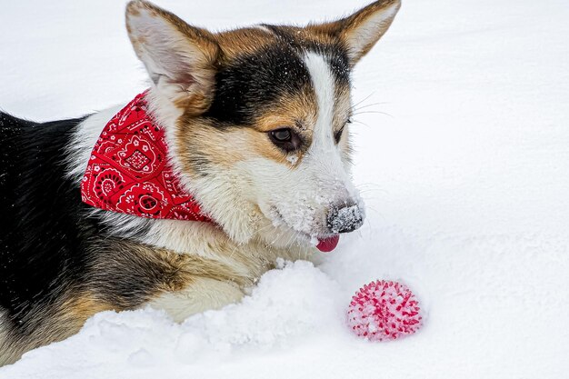 Welsh Corgi Pembroke Ein lächelnder reinrassiger Hund mit einem Spielzeug im Schnee, der den Hund spazieren führt