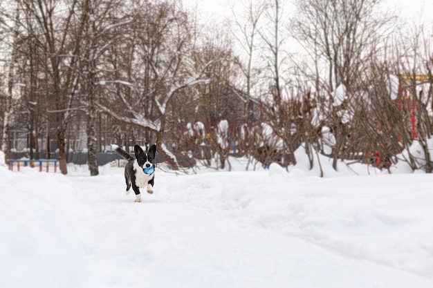 Welsh Corgi Pembroke Ein reinrassiger Hund, der im Winter spielt Tierthemen Haustiere