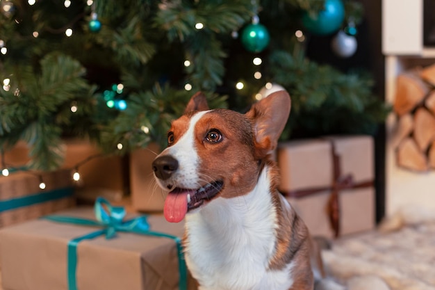 Welsh Corgi Pembroke Ein Vollbluthund und ein Weihnachtsgeschenk Feiertage und Veranstaltungen Weihnachten