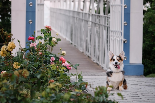 Welsh Corgi Pembroke em caminhada no parque de verão de manhã