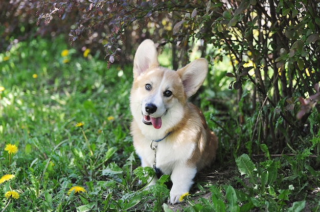 Welsh corgi pembroke em uma trela sentado