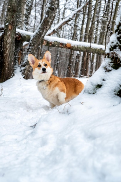 Welsh Corgi Pembroke im Winterwald