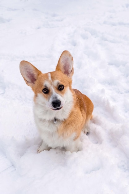 Welsh Corgi Pembroke im Winterwald