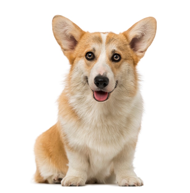 Welsh Corgi Pembroke isolado no branco