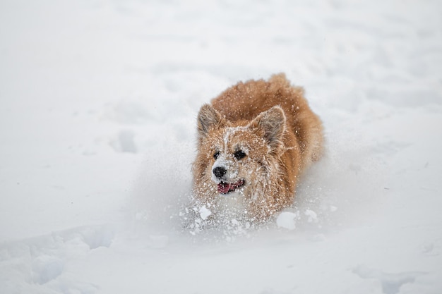 Welsh corgi pembroke juega en la nieve blanca