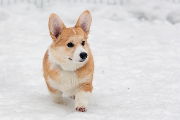 Welsh Corgi Pembroke läuft durch den Schnee