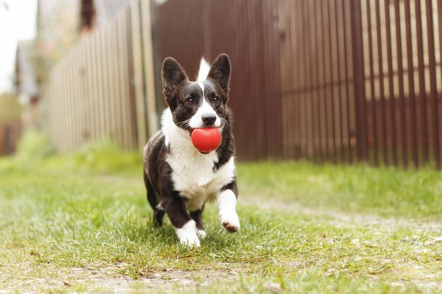 Welsh Corgi Pembroke Lieber reinrassiger Hund mit einem Spielzeug