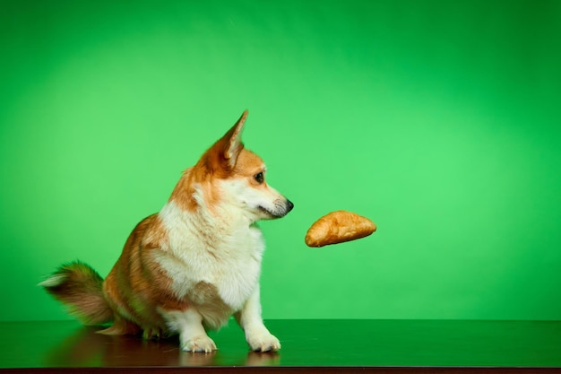 Welsh Corgi Pembroke mirando un regalo con los ojos bien abiertos