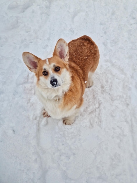 Welsh corgi pembroke na floresta de inverno