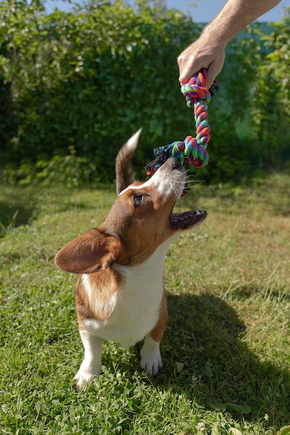 Welsh corgi Pembroke Un perro de pura sangre en la naturaleza con un juguete Mascotas